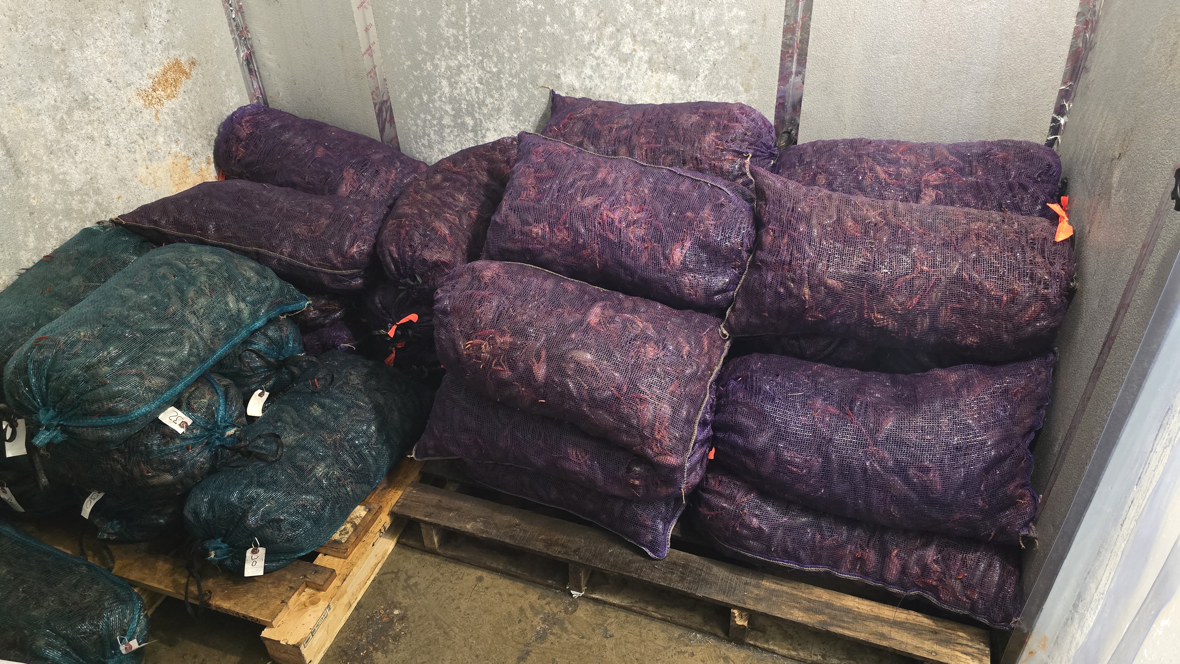 Sacks of live crawfish ready for shipping prep